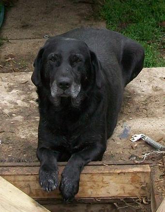 Duke-1.JPG
