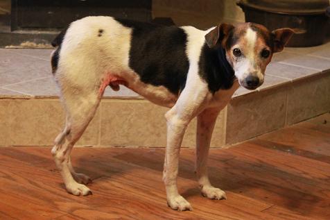 chester111811.JPG